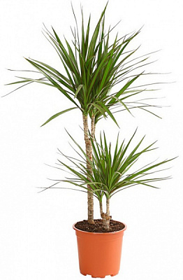 Рослина Драцена Аніта d21/h80