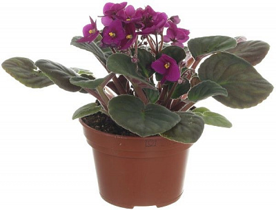 Растение комнатное Сентполия микс 12x20 см