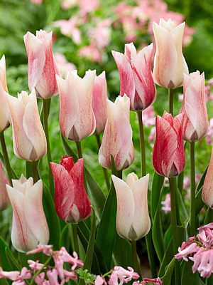 Луковица тюльпана триумф Карате 3 шт.