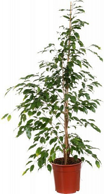 Рослина кімнатна Фікус Exotica