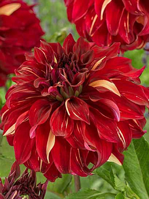 Коренебульба жоржини дінерплейт Бохеміан Спартакус 1 шт.