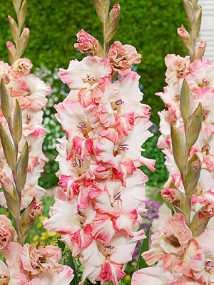 Клубнелуковица F.Stoop B.V. гладиолуса Чери Кенди 3 шт.