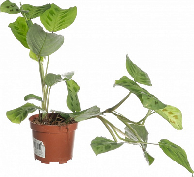 Растение маранта 12/20