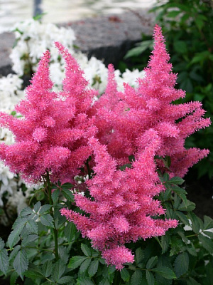 Корневище астильбы Глория Пурпуреа 1 шт. 