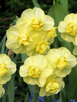 Луковица TUBERBULB Export B.V. нарцисса Йеллоу Чирфулнес 3 шт. 