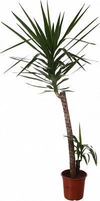 Растение комнатное Юкка 3 ствола 21/90