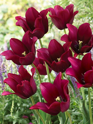 Луковица TUBERBULB Export B.V. тюльпана лилиецветного Мерло 3 шт. 