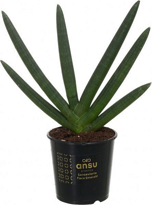 Рослина Сансеверія 09х20 см сортова