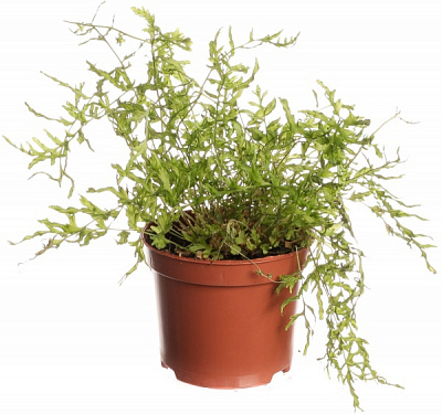 Растение комнатное Папоротная микс 8/20