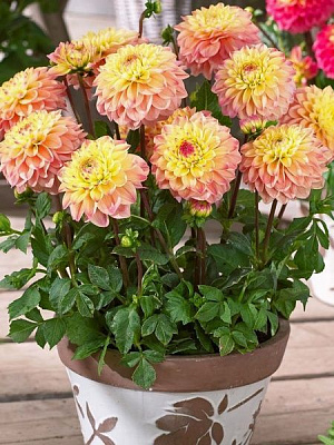 Корнеклубень георгины декоративной Принцесс Элизабет 1 шт. 