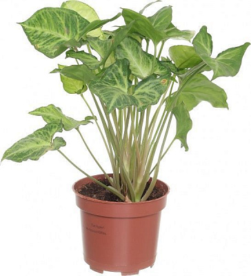 Рослина Сингоніум 12/25