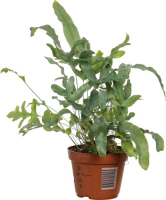 Рослина кімнатна Флебодіум Blue Star 12х30 см