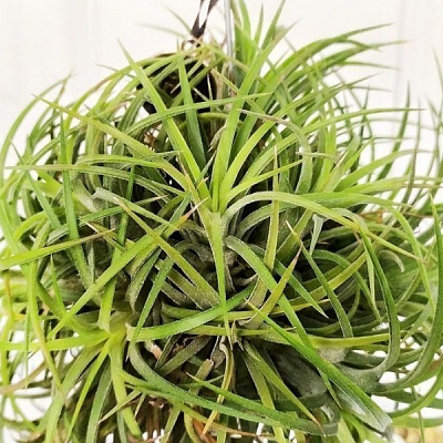 Рослина Тіландсія підвісна d10/h25