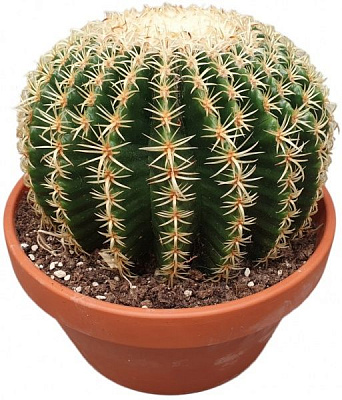 Кактус Echinocactus grusonii 23/25