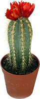 Растение Кактус с искусственными цветами 5.5x12 см