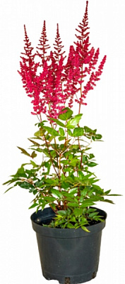 Растение Астильба Fanal С3