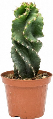 Кактус Цереус Jamacaru spiralis d8/h15