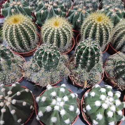 Растение Кактус 5х8 микс из круглых сортов