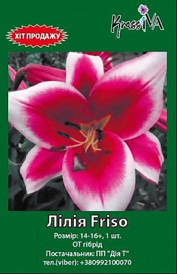 Луковица інше Лилия Friso 1 шт. 