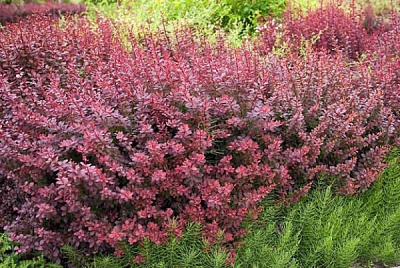 Растение Барбарис Тунберга Атропурпуреа / Berberis thunbergii Atropurpurea С4 / Н 30-40