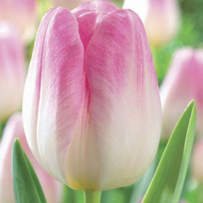 Луковица Яскрава Тюльпан триумф Showbizz 