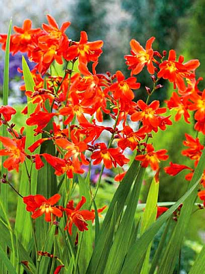 Клубнелуковица крокосмии Ред Кинг 5 шт. 