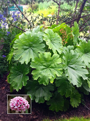 Кореневище дармери Пелтата 1 шт.