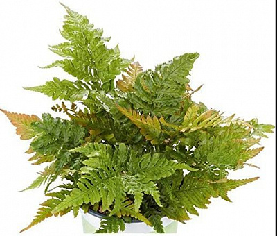 Рослина декоративна Лотос К Щитник червоносорусовий (Dryopteris erythrosora)