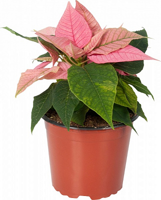Рослина кімнатна Пуансетія пінк 12x30