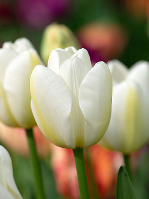 Луковица тюльпана простого позднего Ангелс Виш 3 шт. TUBERBULB Export B.V.