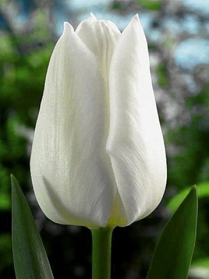 Луковица TUBERBULB Export B.V. тюльпана Дарвина Хакуун 3 шт. 