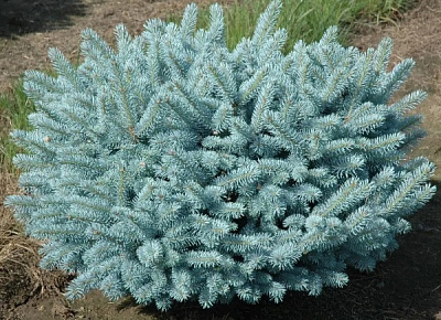 Растение Ель колючая / Picea pungens Glauca Globosa, C20