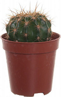 Растение Кактус микс 10x8 см