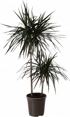 Растение комнатное Драцена 24/160 Мажента