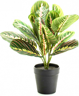 Растение комнатное Маранта 12x30 см 