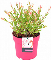 Растение Ива фламинго d12/h30