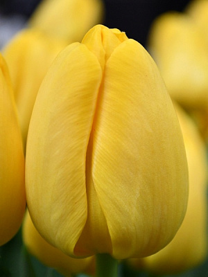 Луковица TUBERBULB Export B.V. тюльпана Дарвина Нови Сан 3 шт. 