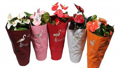 Растение Антуриум Фламинго микс d21/h65