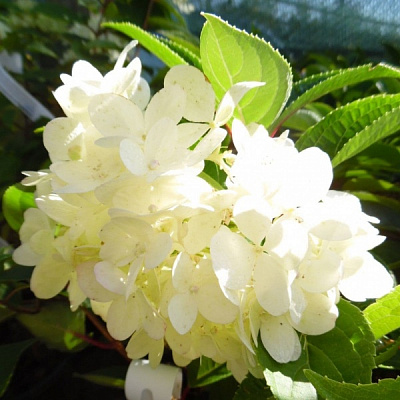 Рослина Гортензія волотиста Вайт Леді / Hydrangea pan. 'White Lady' С7.5 /Н100-120