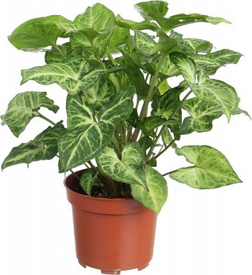 Растение Сингониум Arrow 12x20 см