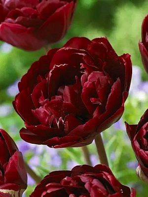 Луковица TUBERBULB Export B.V. тюльпана махрового позднего Анкл Том 3 шт. 