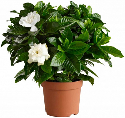 Растение Гардения жасминоидес 13/25