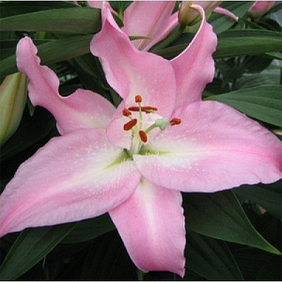 Луковица Лилия ориентальная Willeke Alberti 1 шт. 