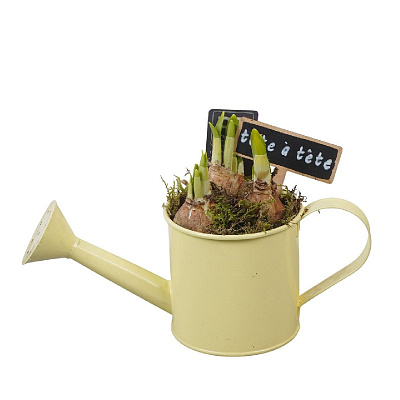 Растение Композиция 09 х20 с нарциссом в лейке