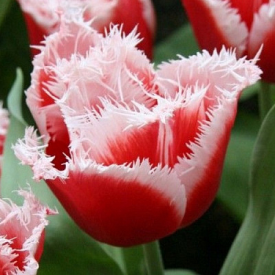 Луковица Яскрава Тюльпан махровый+бахромчатый New Santa 3 шт. 
