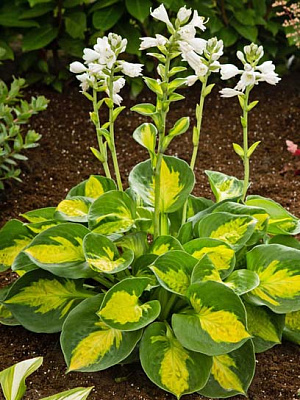 Кореневище хости Сансет Грувес 1 шт.