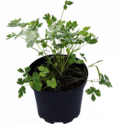 Рослина Аквілегія Black barlow С2