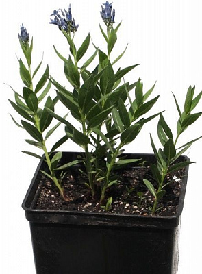 Саджанець Амсонія Blue Ice