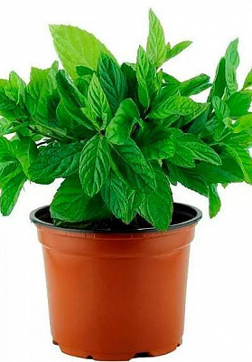 Растение Пряные травы Сальвия 14х25 см