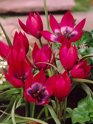 Луковица TUBERBULB Export B.V. тюльпана ботанического Литл Бьюти 4 шт. 